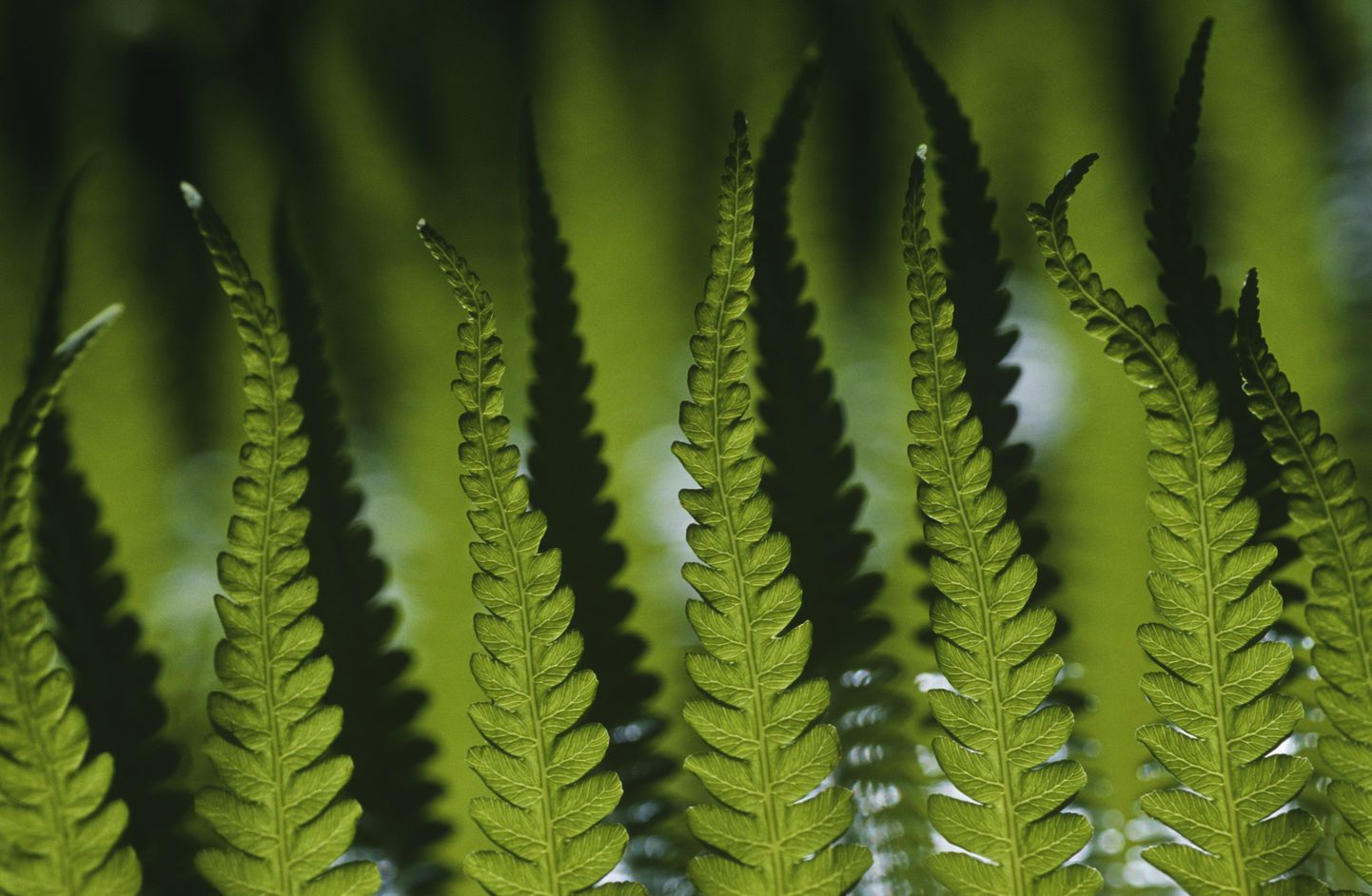 Close-up of fern leaves, focus on foreground Royalty free: For comercial usage price on demand