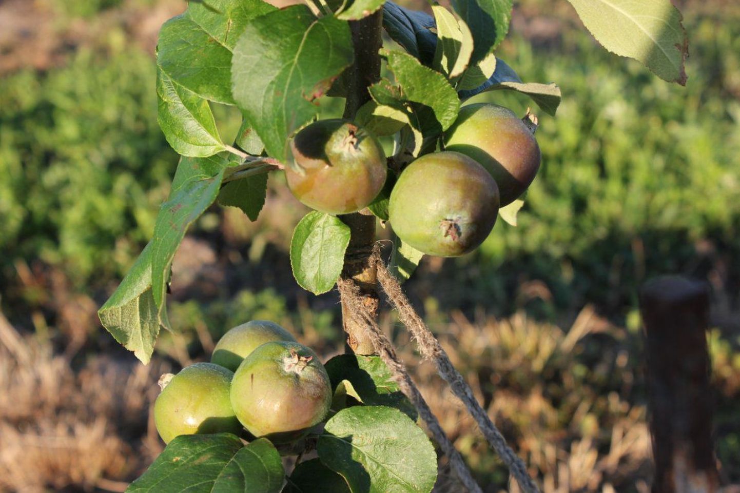 Завязь обещает в этом году хороший урожай яблок.