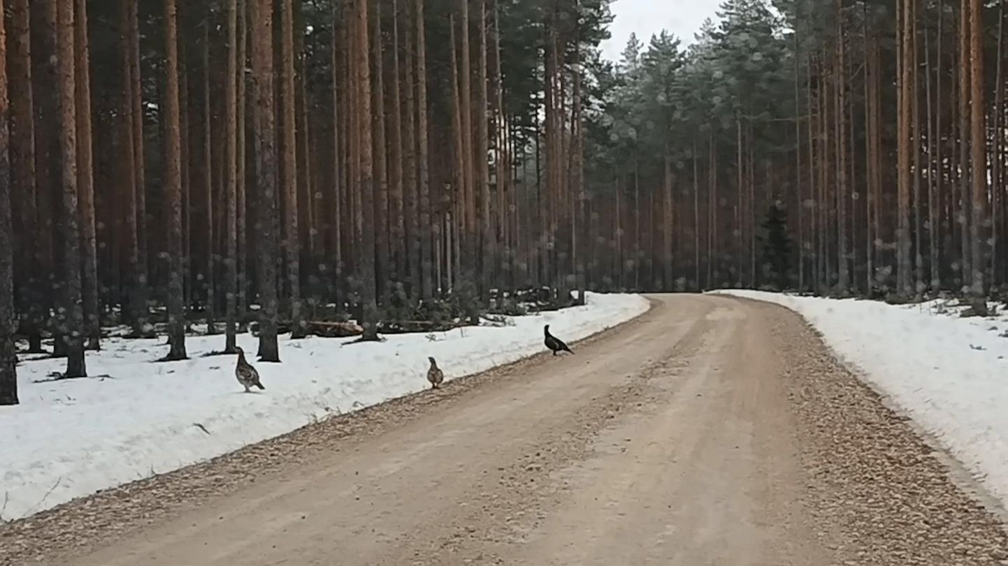 Metsised Põlvamaal Mooste lähedal metsateel, video autori Eevi Mölleri sõnul jalutab neid linde seal igal kevadel.