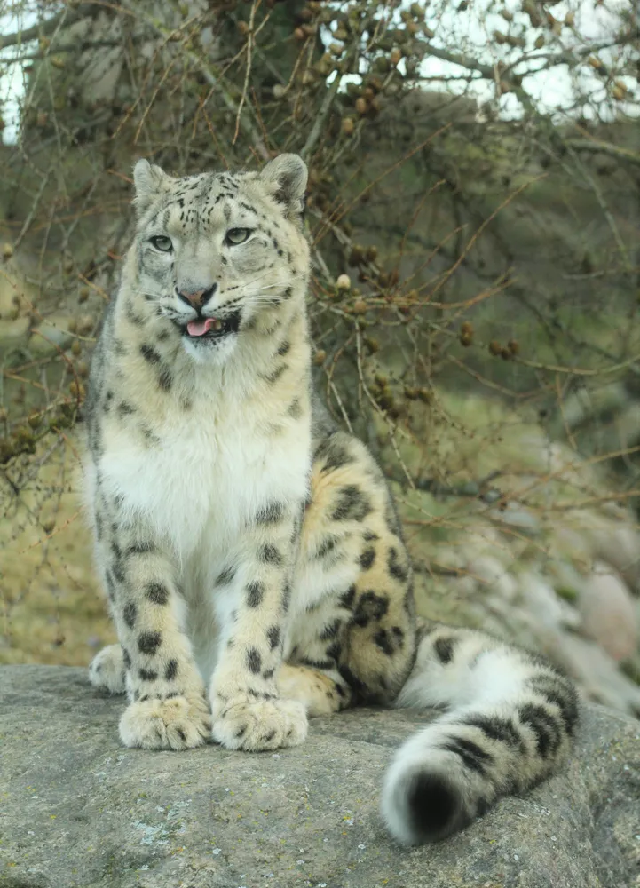Tallinna loomaaed kutsub sel pühapäeval tähistama lumeleopardipäeva