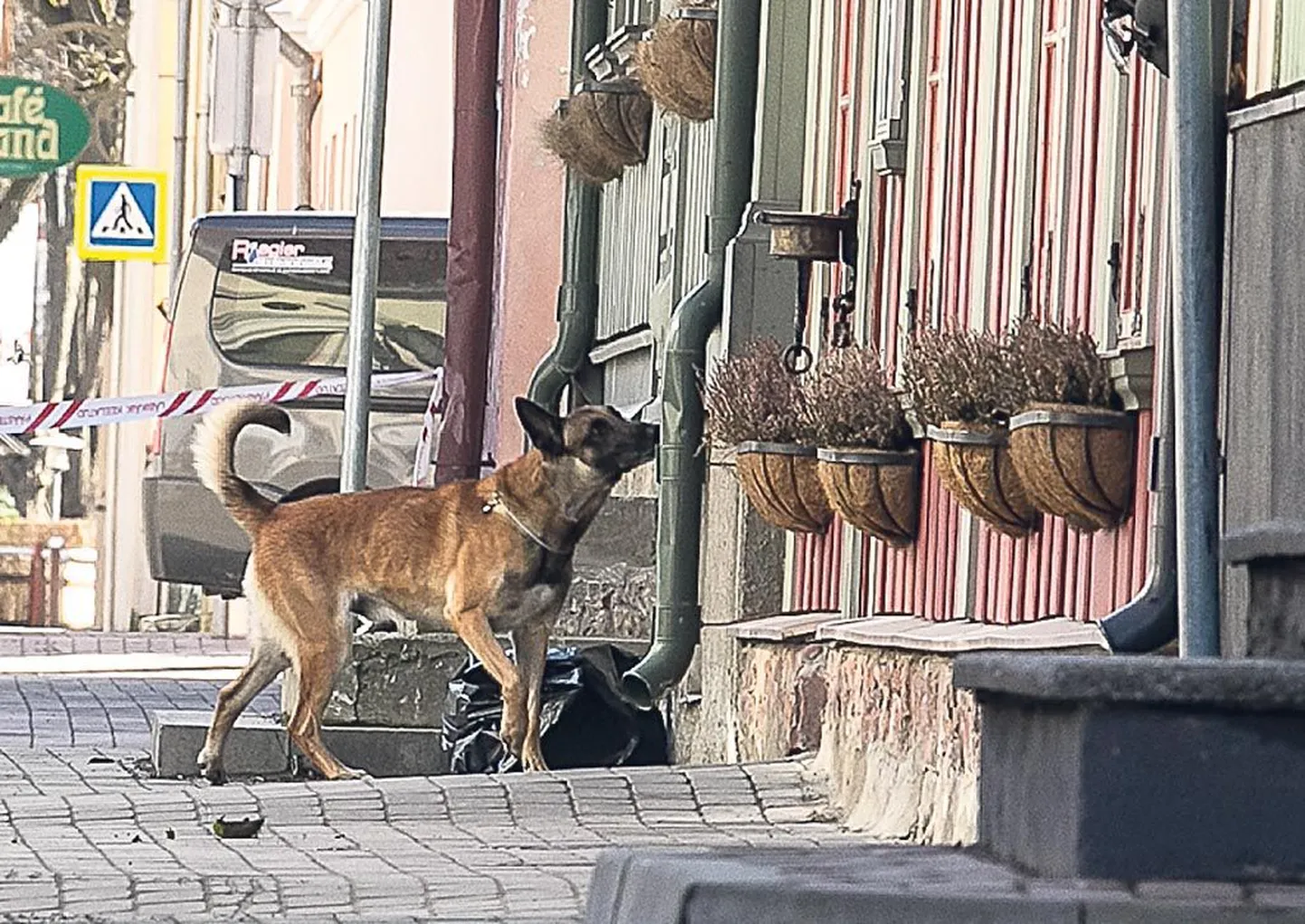 Enne kui demineerija tutvus tänavale jäetud kahtlase koti sisuga, nuusutas koti üle pommikoer.