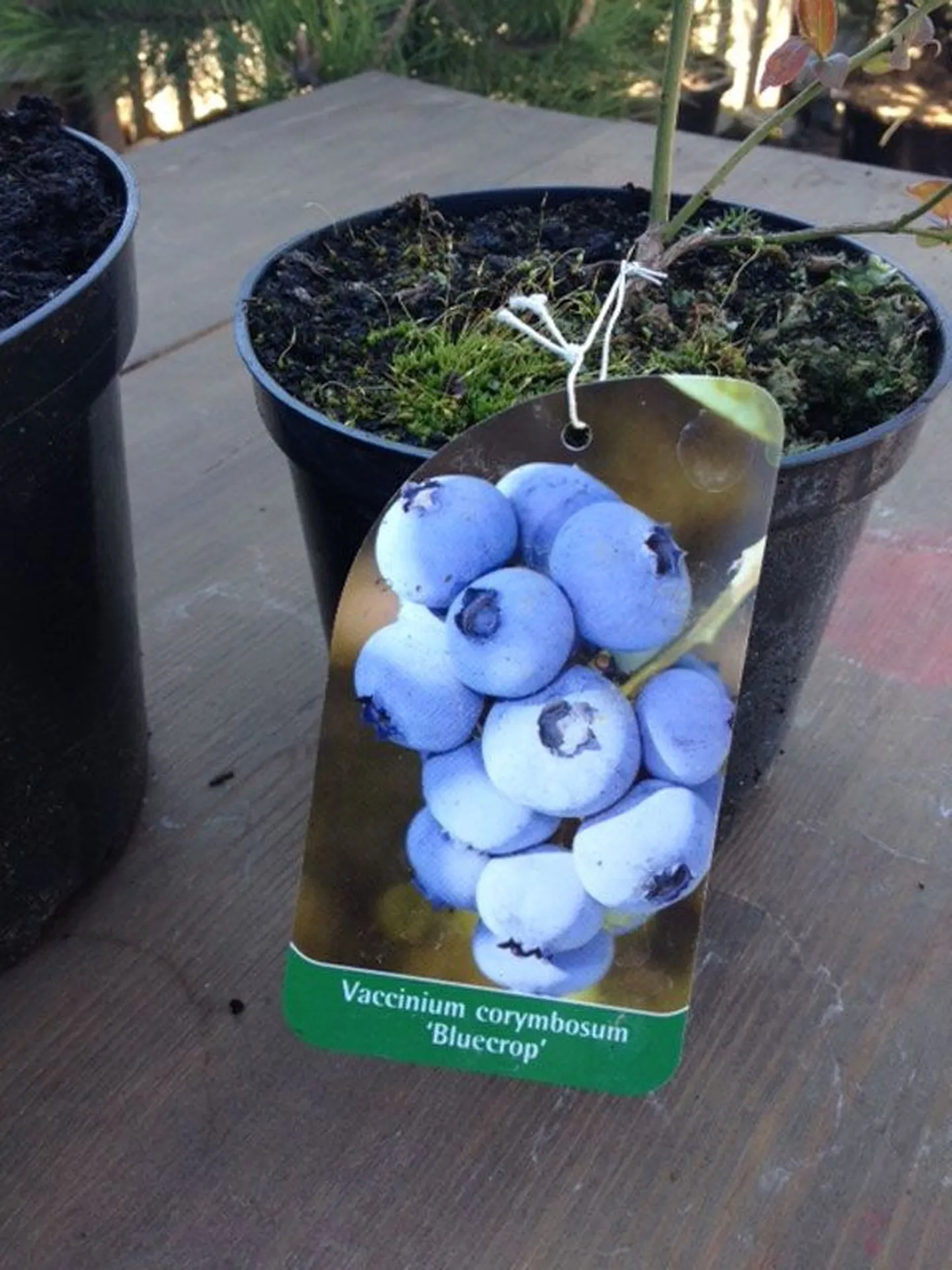 Kännasmustikas «Bluecrop»