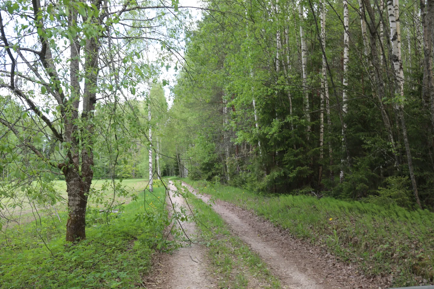 Juunikuine Võrumaa.