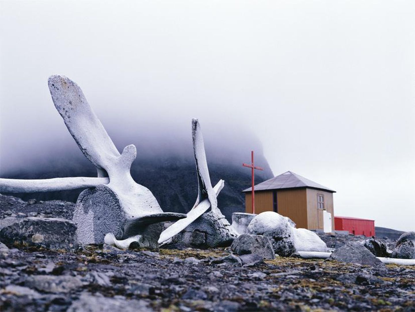 Kunstnik Mireya Masó elas aasta Antarktikas.