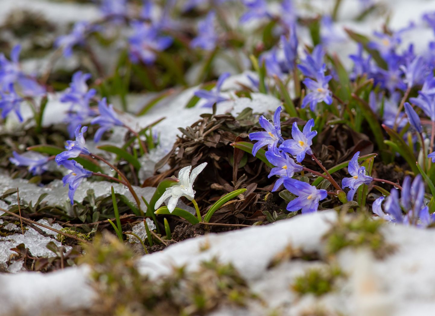 Цветы под снегом, снимок иллюстративный