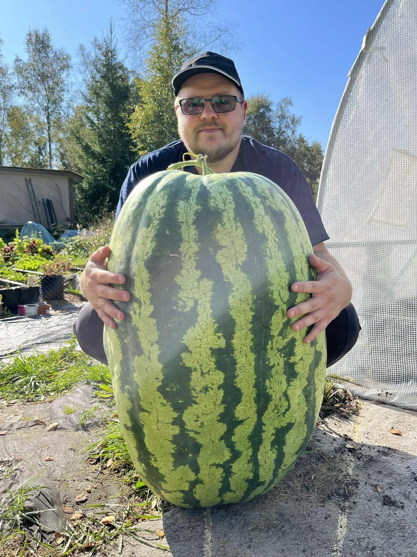 Suurim arbuus kaalus üle 60 kilo.