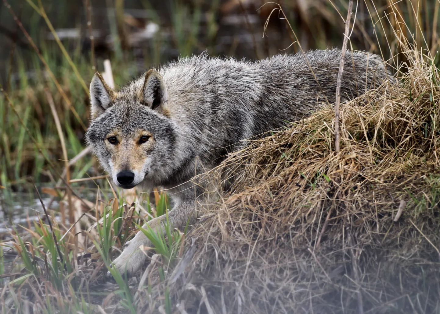Hunt Võrumaal asuvas Alaveski loomapargis.