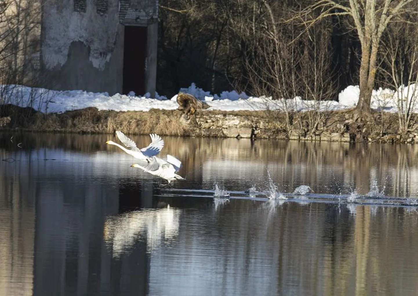 Eestisse talvituma jäänud luiged pole enam ka sisemaal harulduseks, kuid  tegemist on siiski rohkem viimase aastakümne nähtusega. Need kunagised ülikute linnud on nüüd meilgi rohkem jälgitavad, näiteks Äntus või Vohnjas, kus ka see foto klõpsatud on.