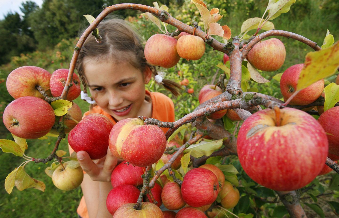 Teadlased järjestasid õuna genoomi