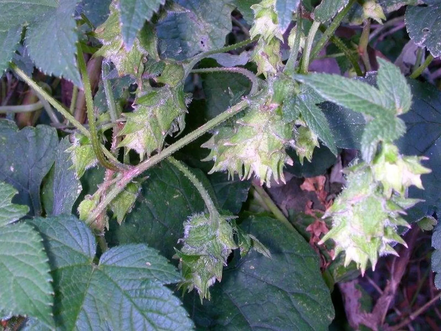 Jaapani humal.