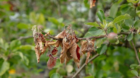 Carnikavā piemājas dārzā konstatēta bīstamā augļu koku slimība – bakteriālā iedega