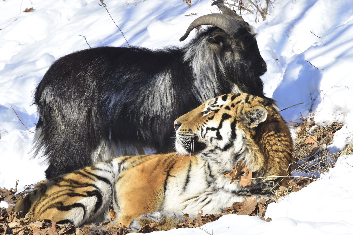 Sõpradeks saanud tiiger Amur ja kits Timur 2016. aasta 22. jaanuaril sõpruse lõpusirgel.