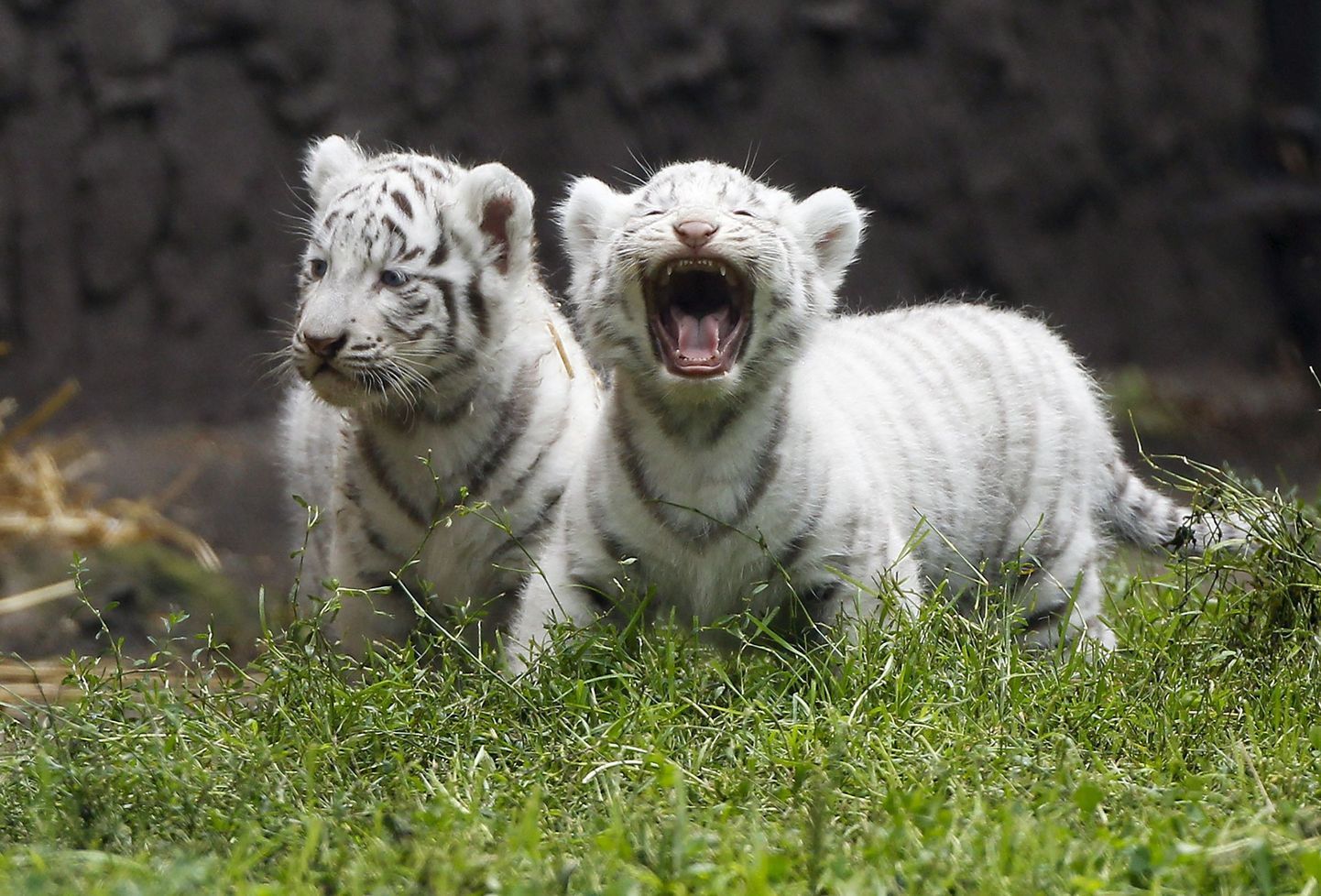 Valge tiigri kutsikad.
