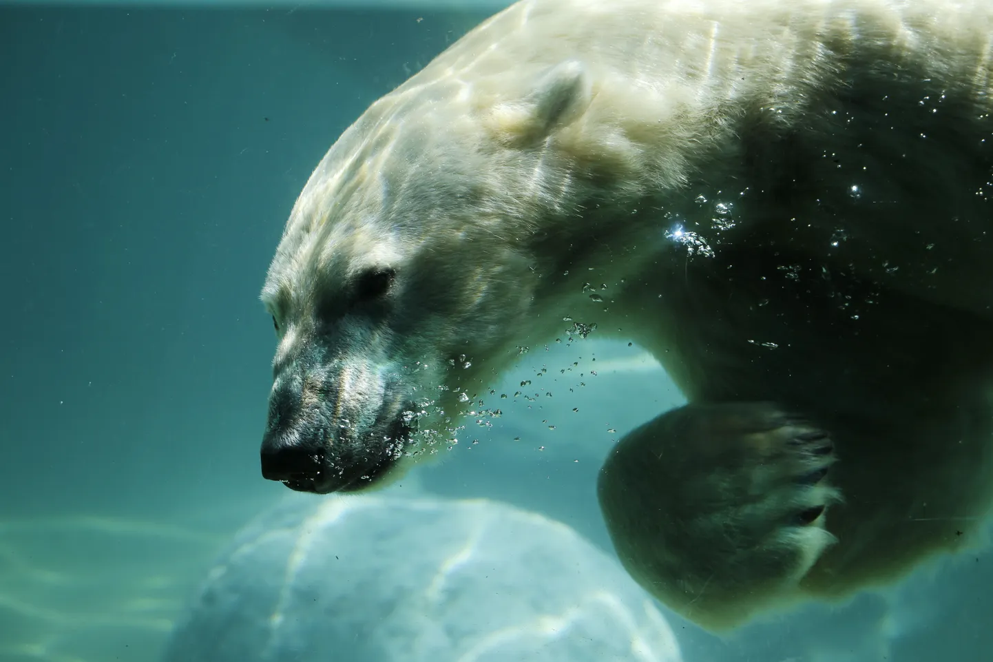 Wuppertali loomaaia isane jääkaru Luka naudib kuumal suvepäeval ujumist.