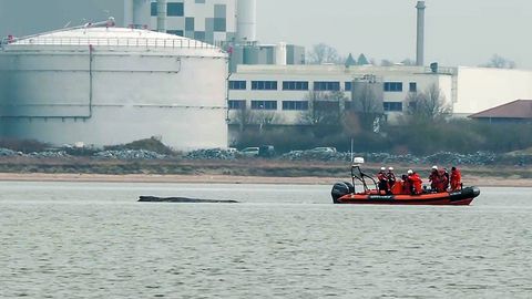ВИДЕО ⟩ Освобожденный горбатый кит снова застрял в песках Балтийского моря, однако ситуация не безнадежна