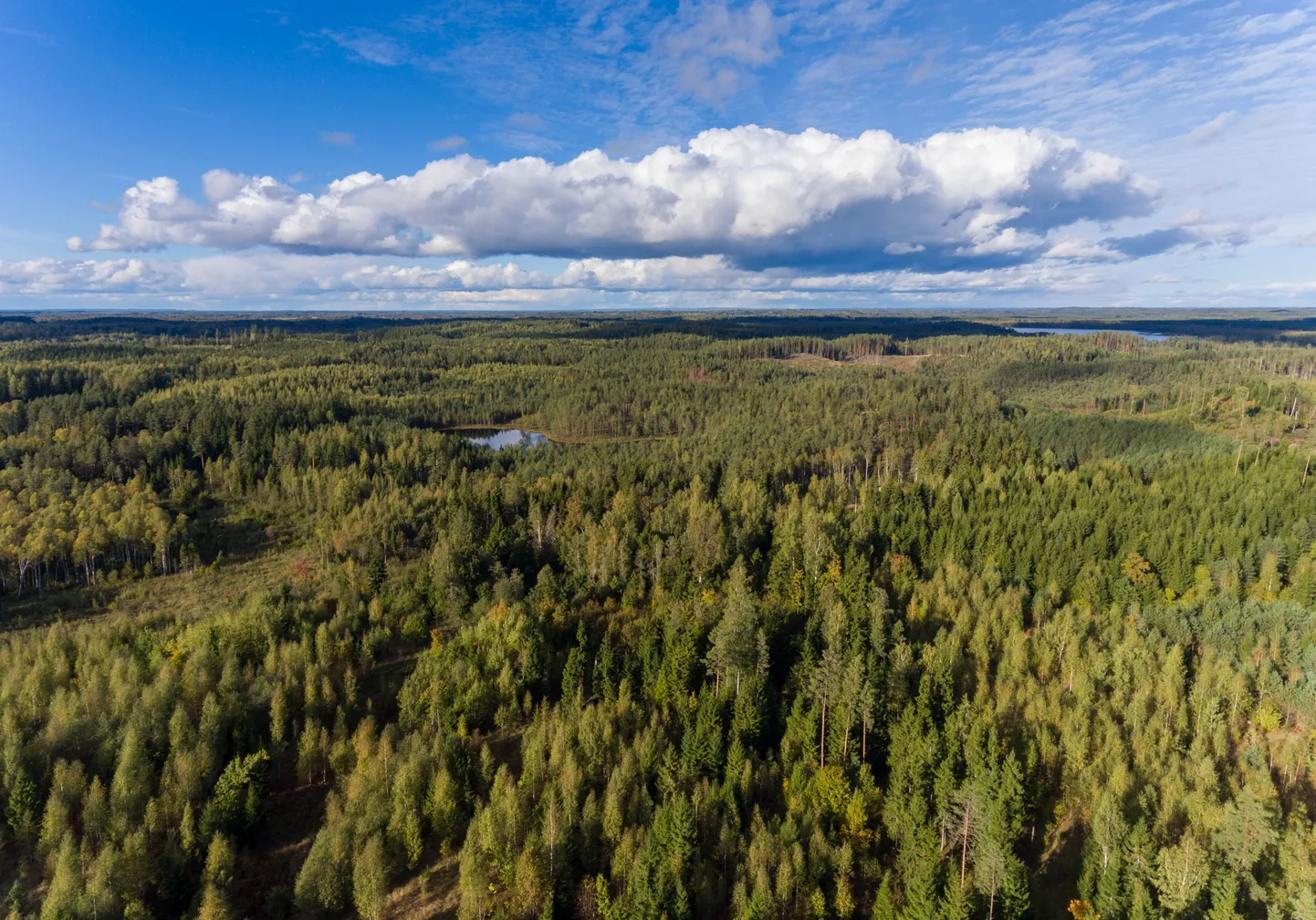 Eraisikutest metsaomanike arv tasapisi väheneb ja mets müüakse juriidilistele isikutele.