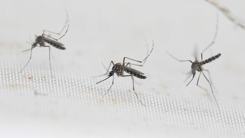 Estonia's Summer Could Be Less Annoying: Mosquitoes Significantly Down
