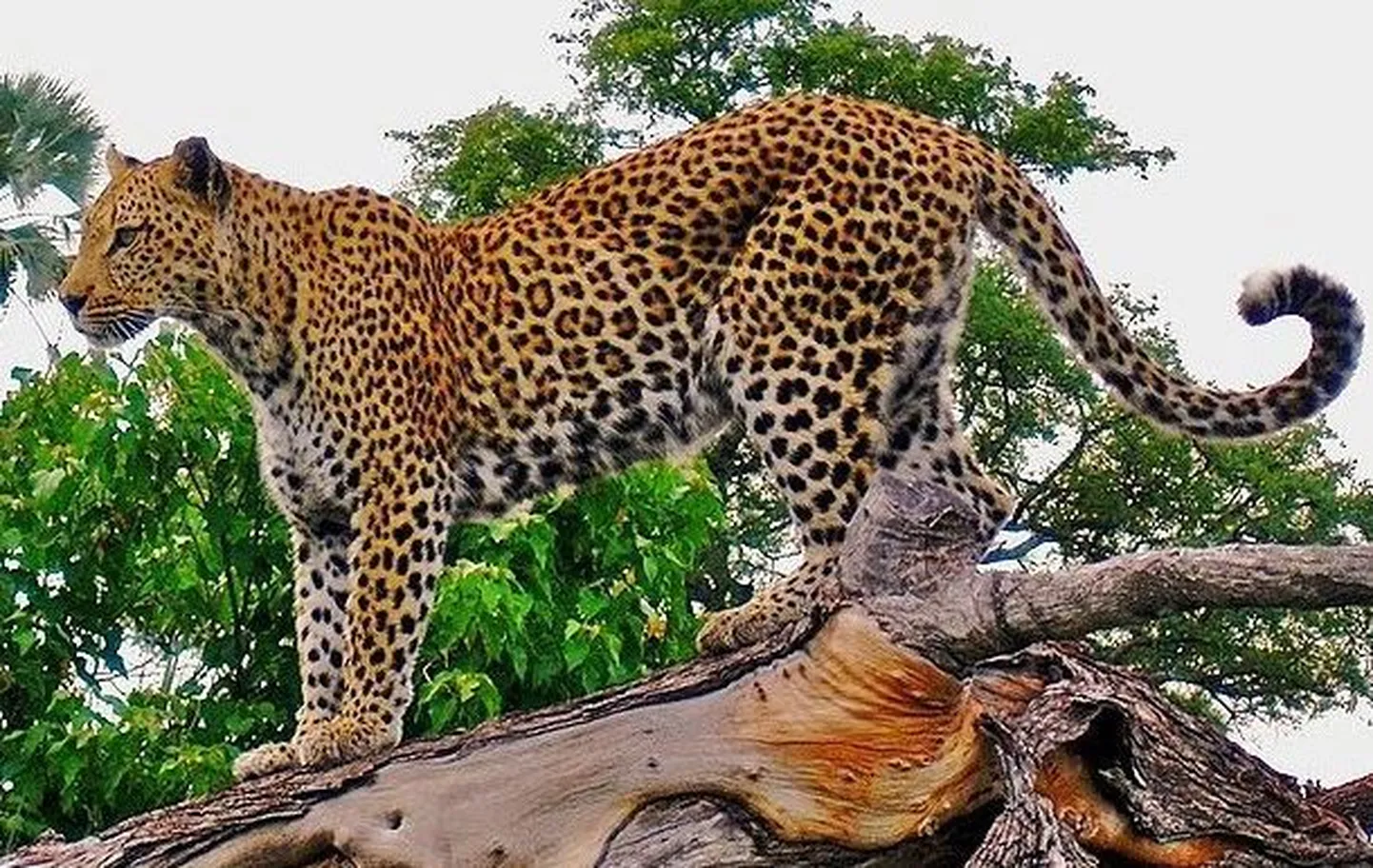 Leopard