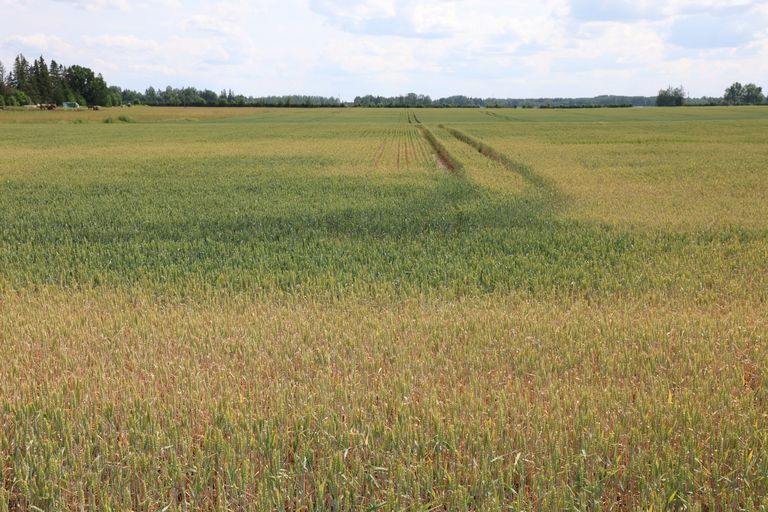 Даже урожай пшеницы зависит от того, хорошо ли работает спутниковая связь.
