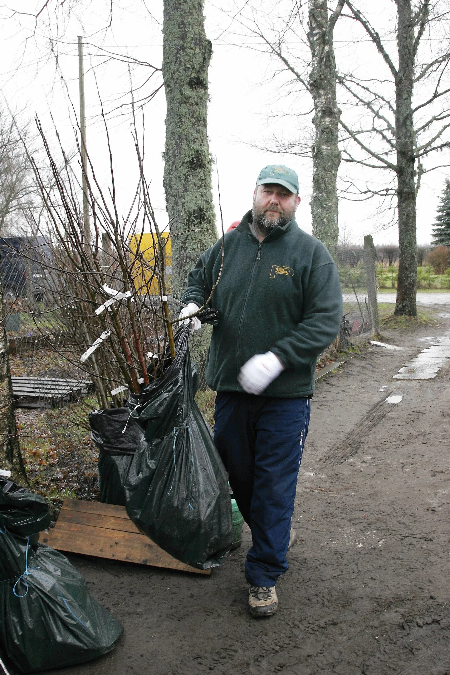 Päidre puukooli juhi Hillar Nassari sõnul soetab tark ostja viljapuuistiku kevadel varakult, sest siis on võimalik
valida paremaid ja suuremaid taimi.