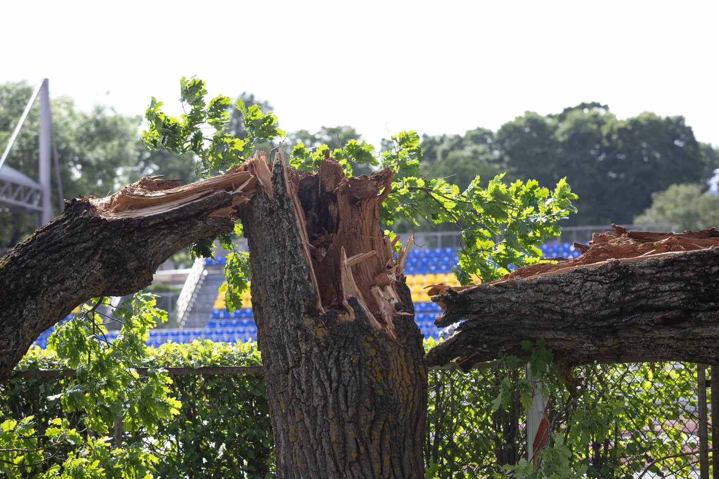 Möödunud aastal murdus tugeva tuulega Kastani tänaval puu.