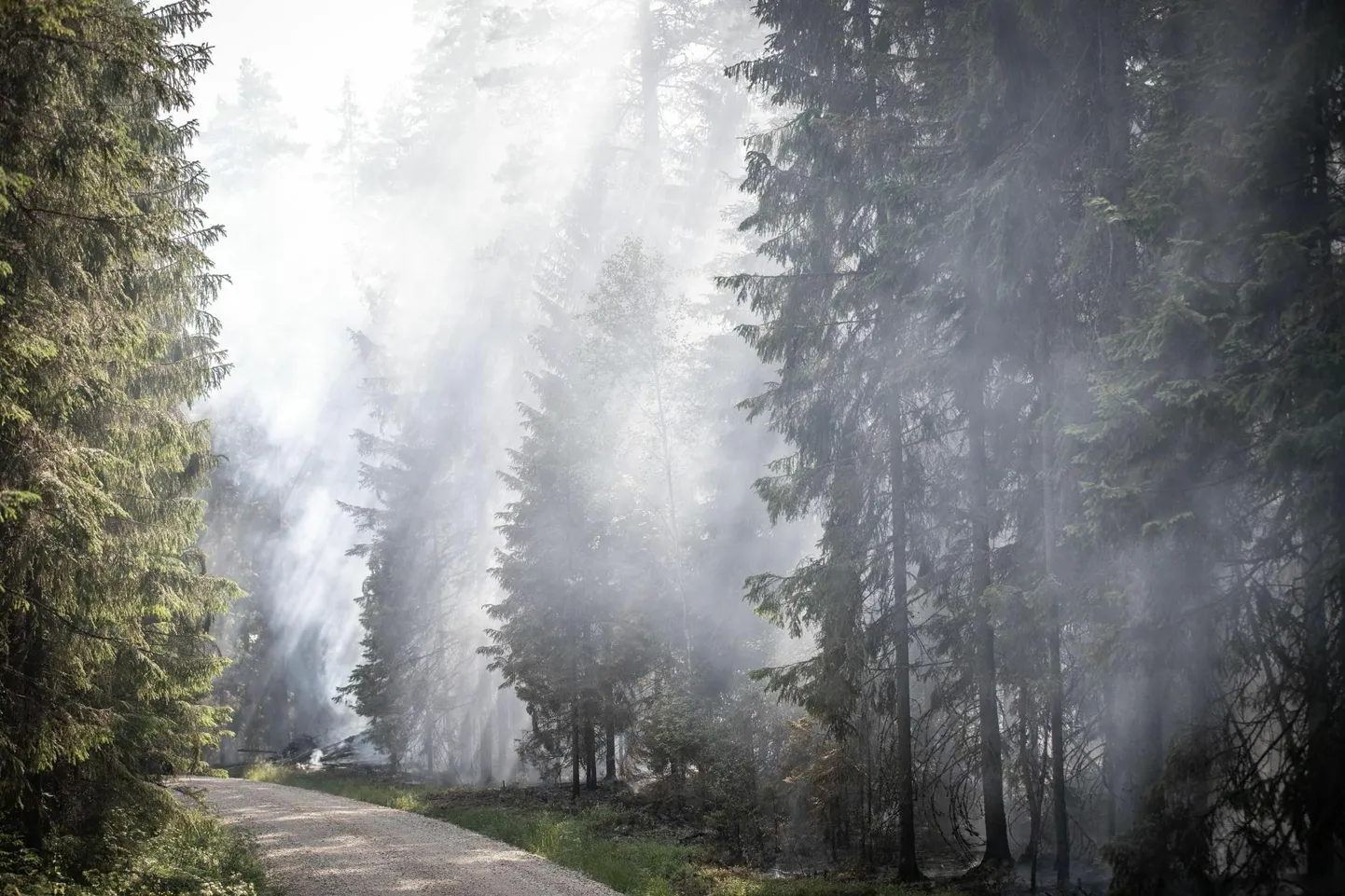 Metsas leviva suistu allikat ei leitud, arvatavalt jõudis see Saarde valda Ukrainas põlevatest metsadest. Pilt on illustratiivne.