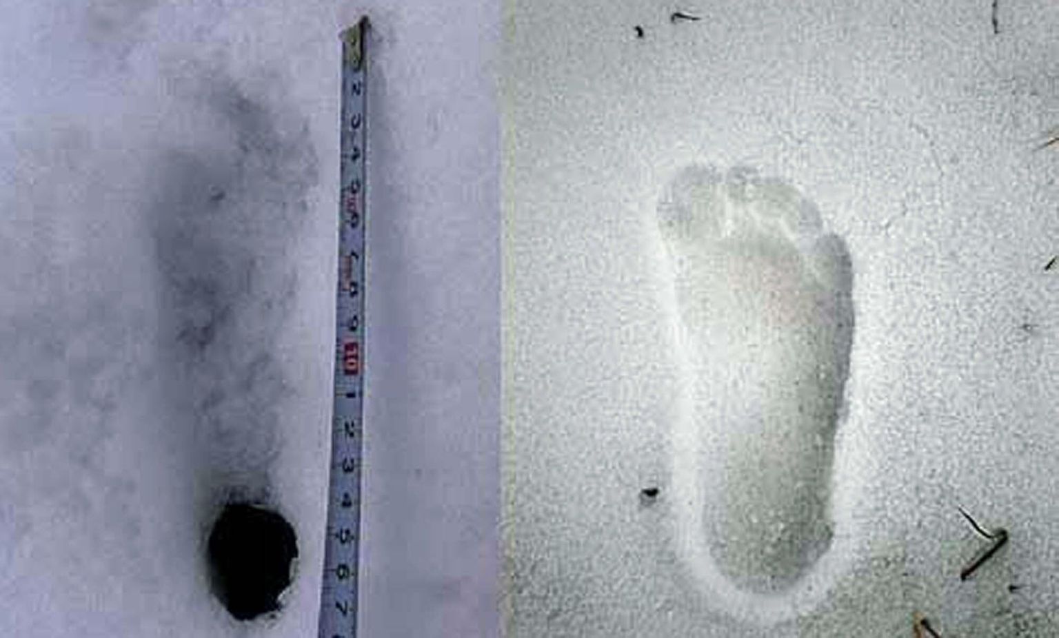 Väidetav lumeinimese jalajälg (vasakul) ja inimese jalajälg