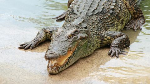 VIDEO ⟩ Hiiglaslik alligaator tegi midagi, mis miljonid inimesed täiseti pahviks lõi