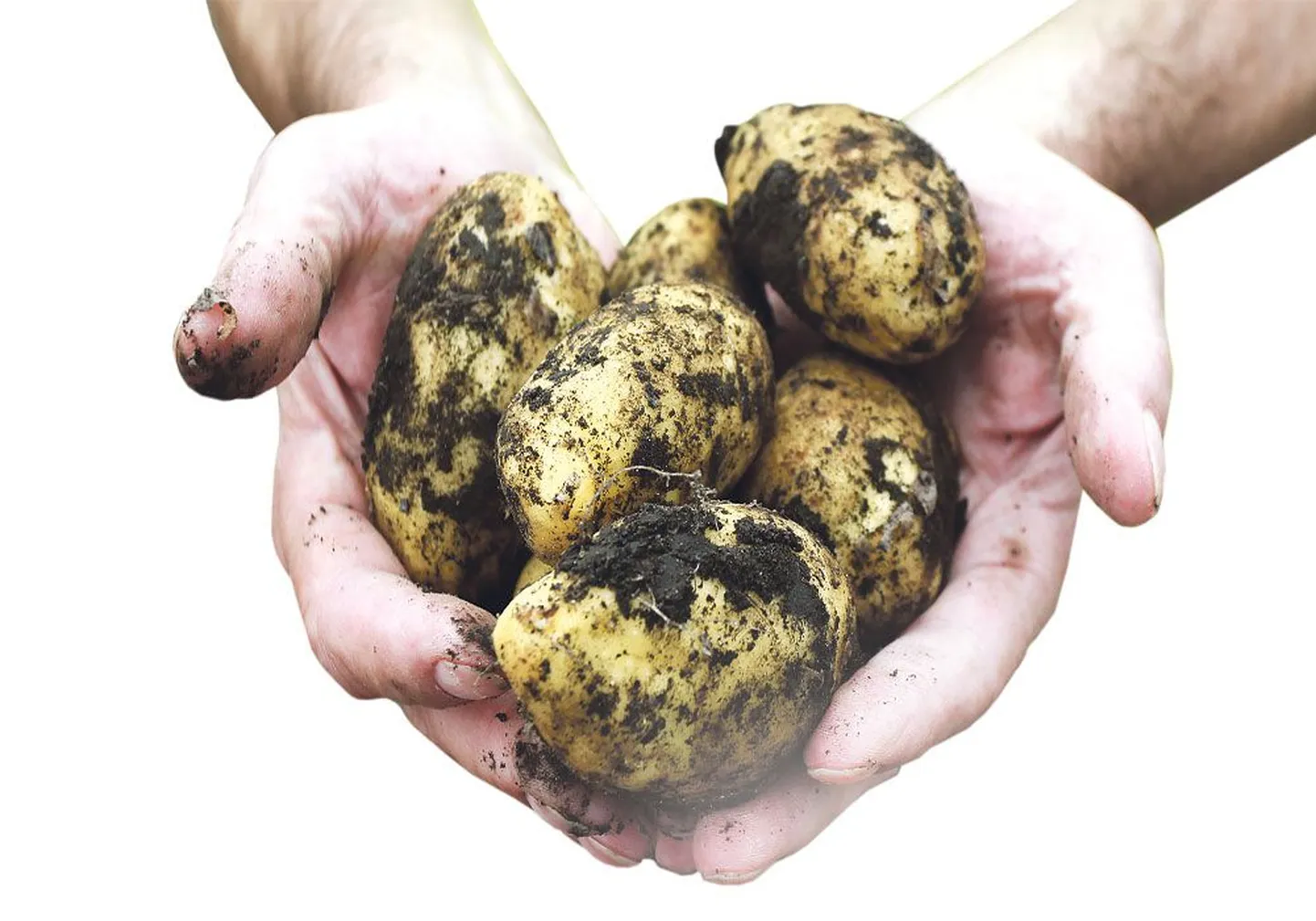В местной картошке меньше химикатов, чем в импортной, поэтому хороший клубень легче найти среди сортов,
выращенных в Эстонии.