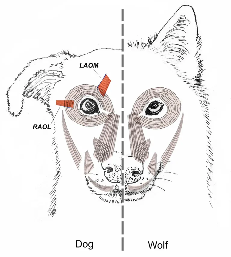 Koera ja hundi silmaümbruse lihaste võrdlus.