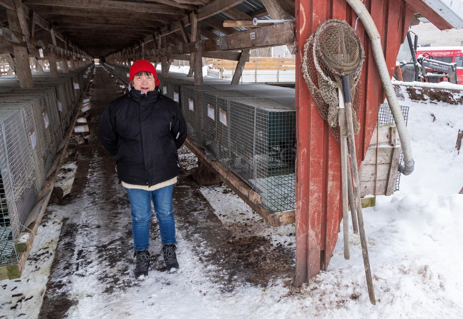 ASi Balti Karusnahk hõberebaste ja naaritsate farm Karjakülas. Pildil ettevõtte juht Marge Altosaar, kes on viimase poole aasta jooksul firmat kõvasti koomale tõmmanud.