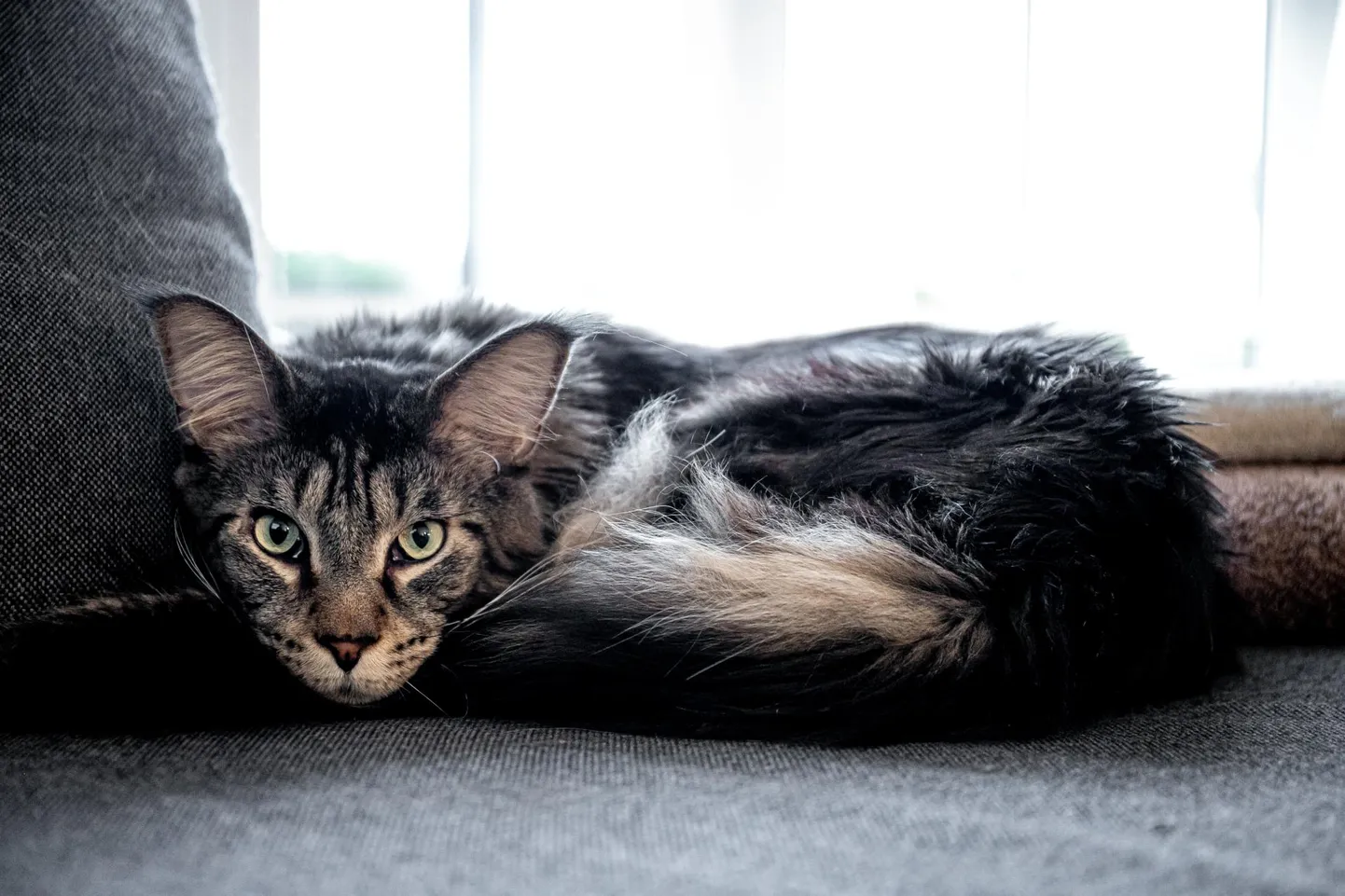 Maine Coon on maailma üks suuremaid kassitõuge ja sellega ka inimtsivilisatsioonile äärmiselt ohtlik.