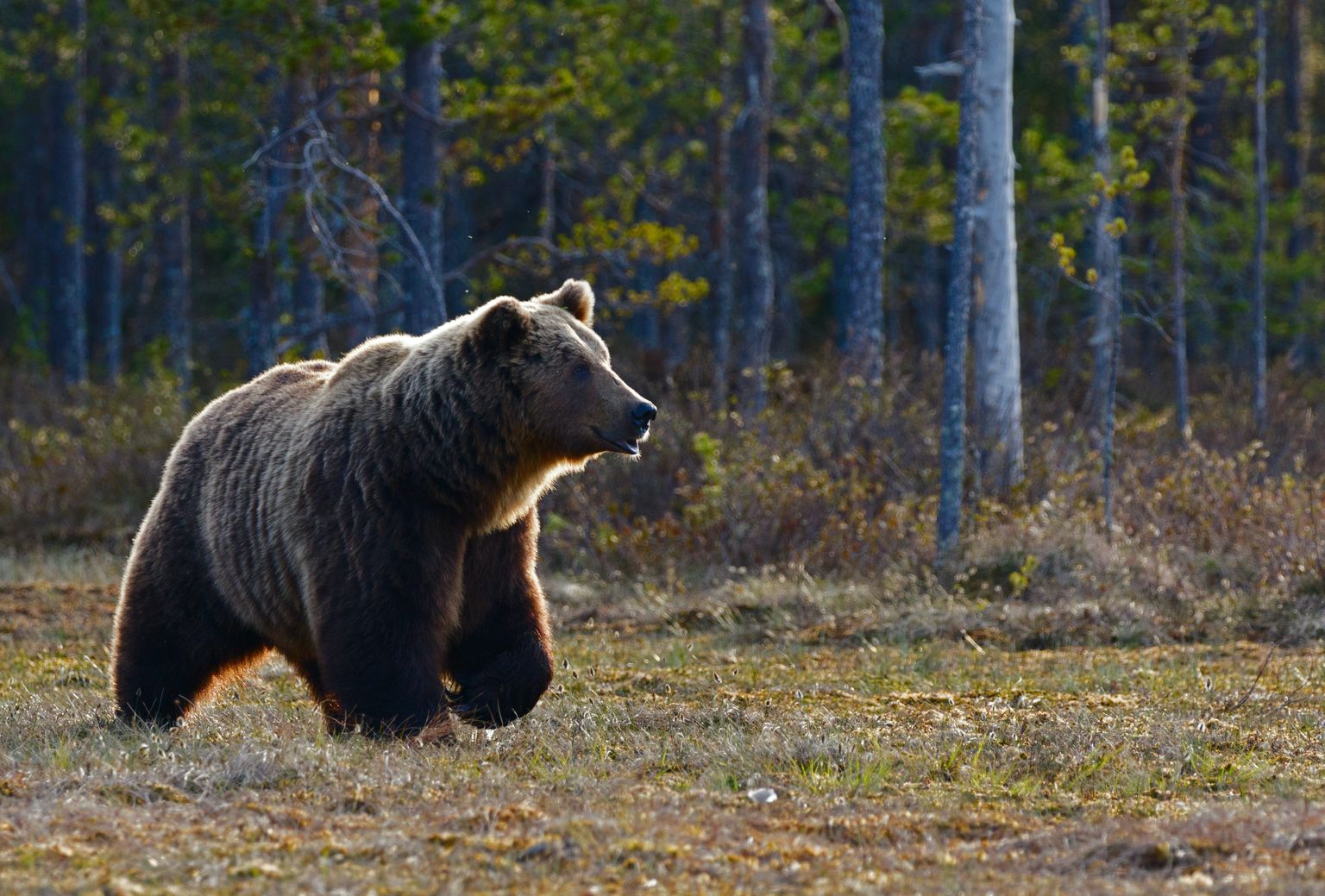 Sellist karu pole Saaremaal ammu nähtud.