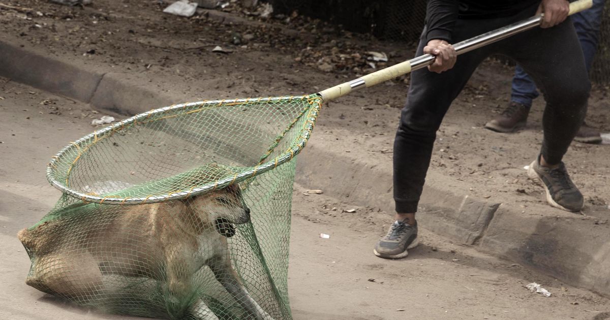 PEATAGE TAPATALGUD ⟩ Tuneeslased püüavad lõpetada tänavakoerte massilist tapmist