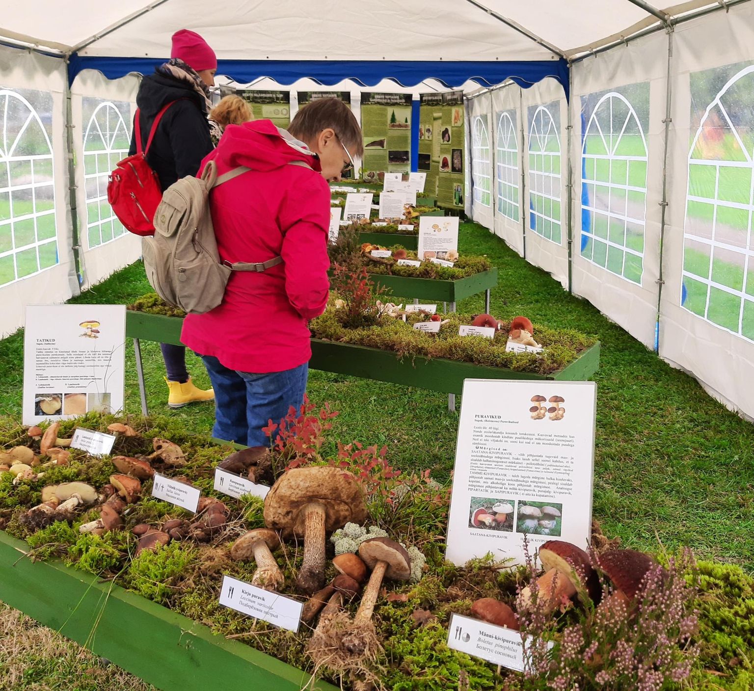 Naiskodukaitse taasloomise aastapäev algas organisatsiooni liikmetele Pernova loodusmaja õuetelgis vast avatud seenenäituse külastamisega.