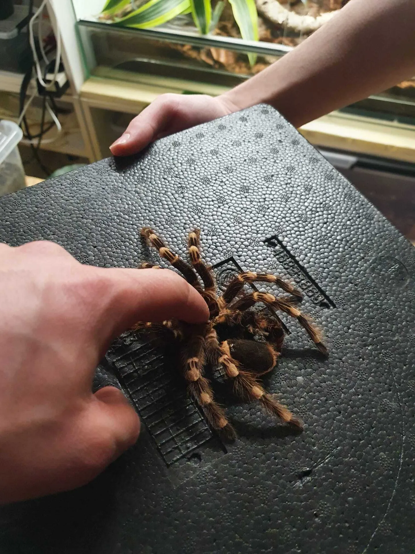 Narkotiku reids Briselē, kur uzieti dažādi eksotiski dzīvnieki.