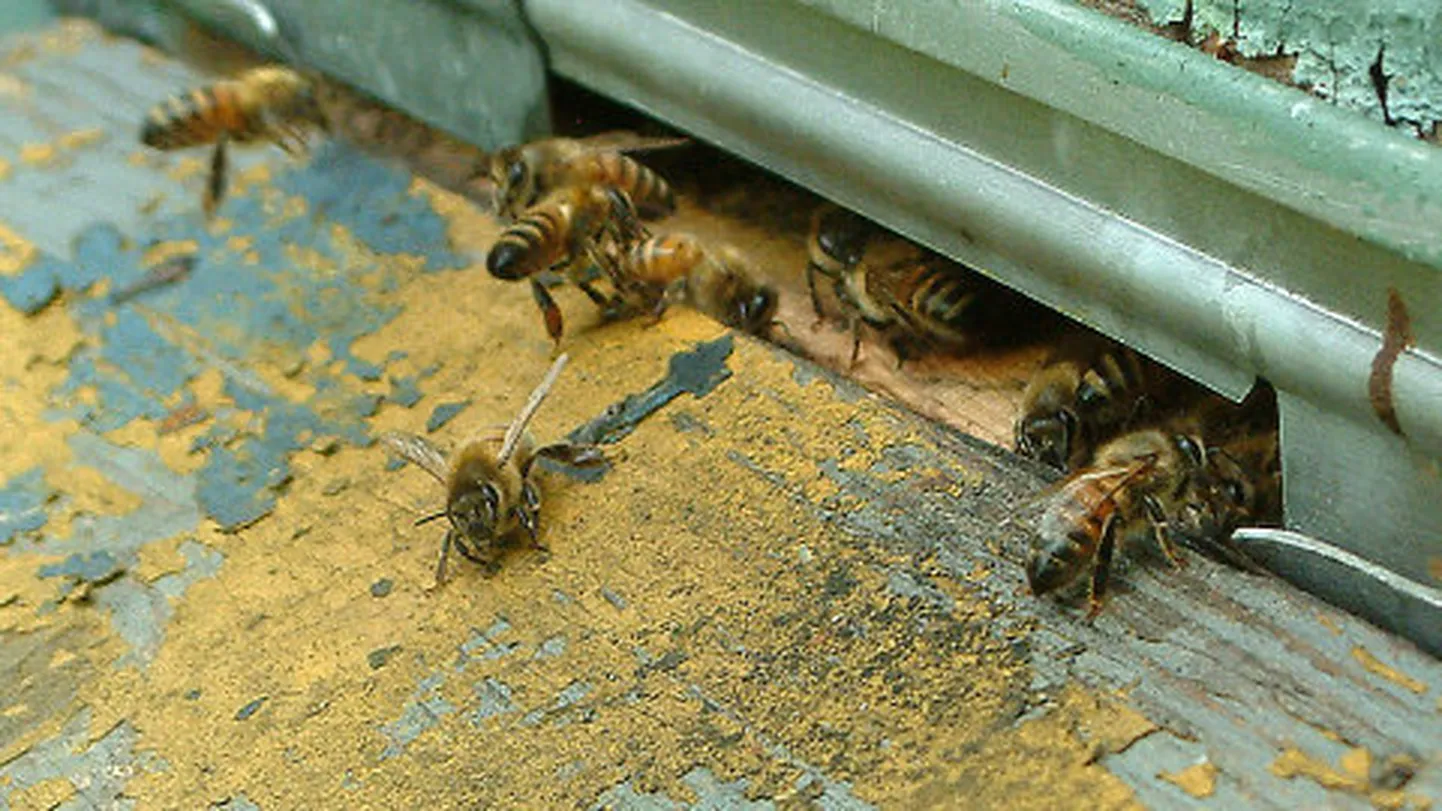 Tavalistel aastatel saavad mesilased aprillist juba õietolmust toidulisa; tänavu oleneb ninaesine ikka veel talvesöödast.