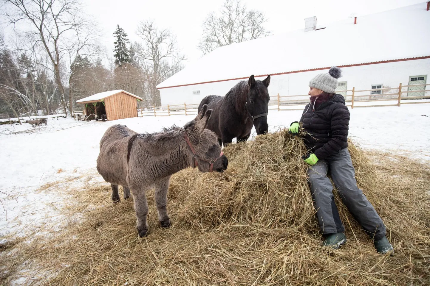 Palmse mõisa kutsar Jane Vahtras Rakvere linnuse hobuse Tarzani ja ­eesel Mickensiga, taustal pähklivõsa, kust toodud pungad ja puukoor on aediku loomadele justkui magustoiduks.