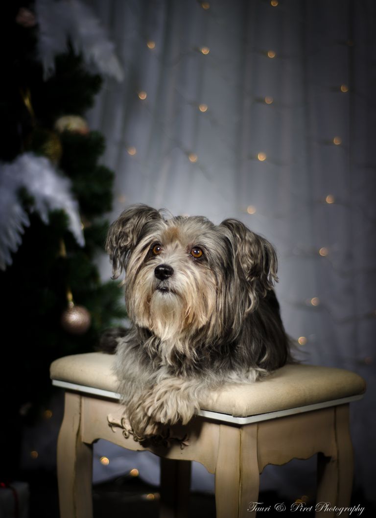 Järva Teataja jõulumeeleolus lemmikute pildikonkurss: Üle Eesti tuntud koerapreili Tupsu: „Kuulge, nüüd vist küll tuleb!“