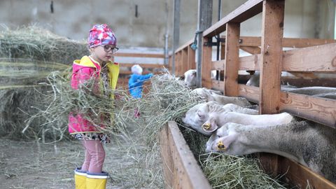 GALERII ⟩ Luke külas Viinamärdil kasvab Eestis haruldane piimalambakari, mida avatud talude päeval näha saab