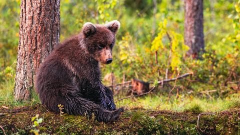 Lācēna izņemšana no savvaļas: Īpašniekam draud kriminālatbildība