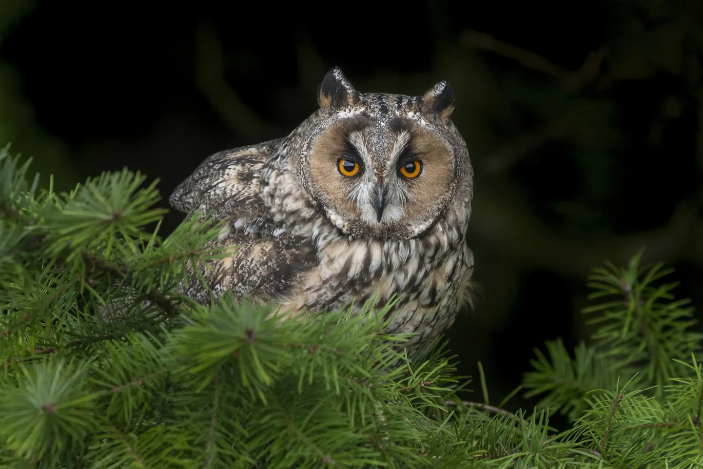 Kõrvukräts (Asio otus)