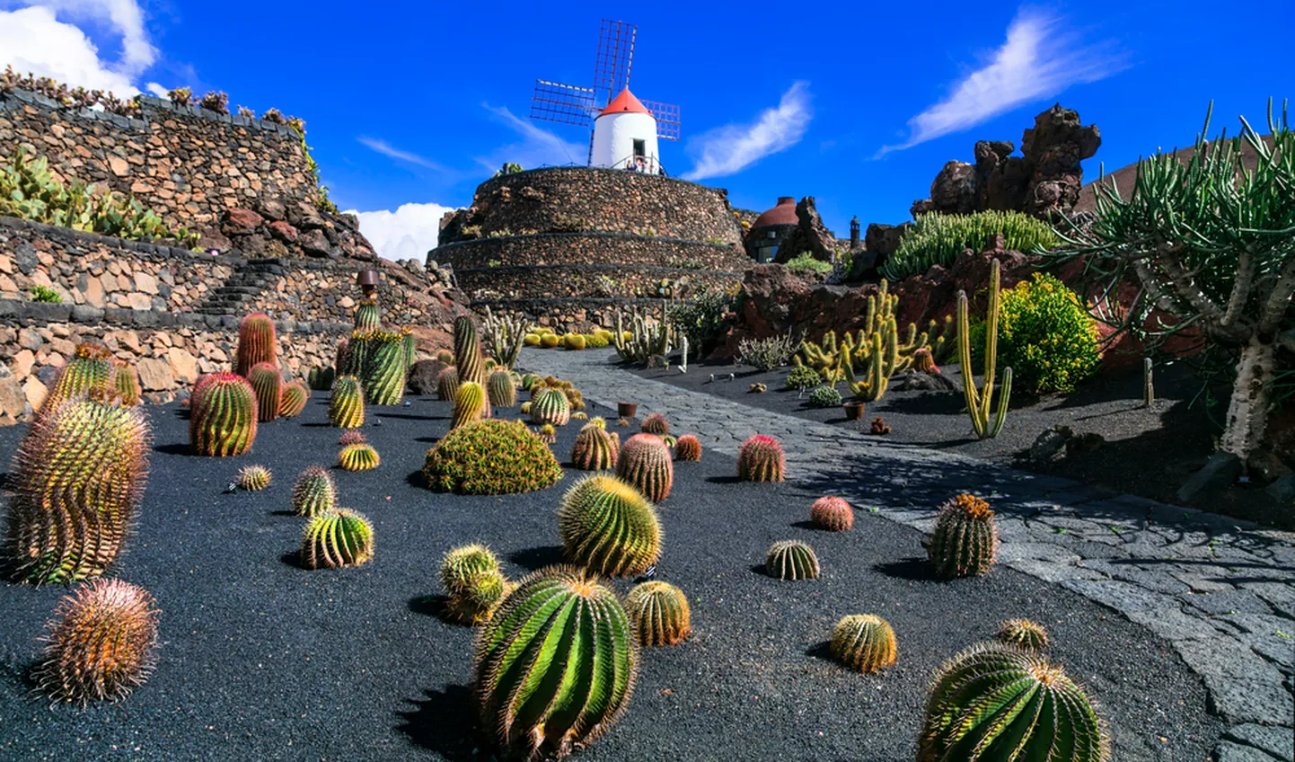 Lanzarote huvitavad kaktused.