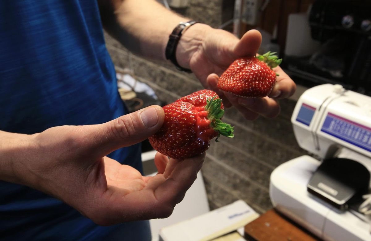 «Jeerum!» ütleb Teet Toomsalu kliendilt maasikaid vastu võttes.
