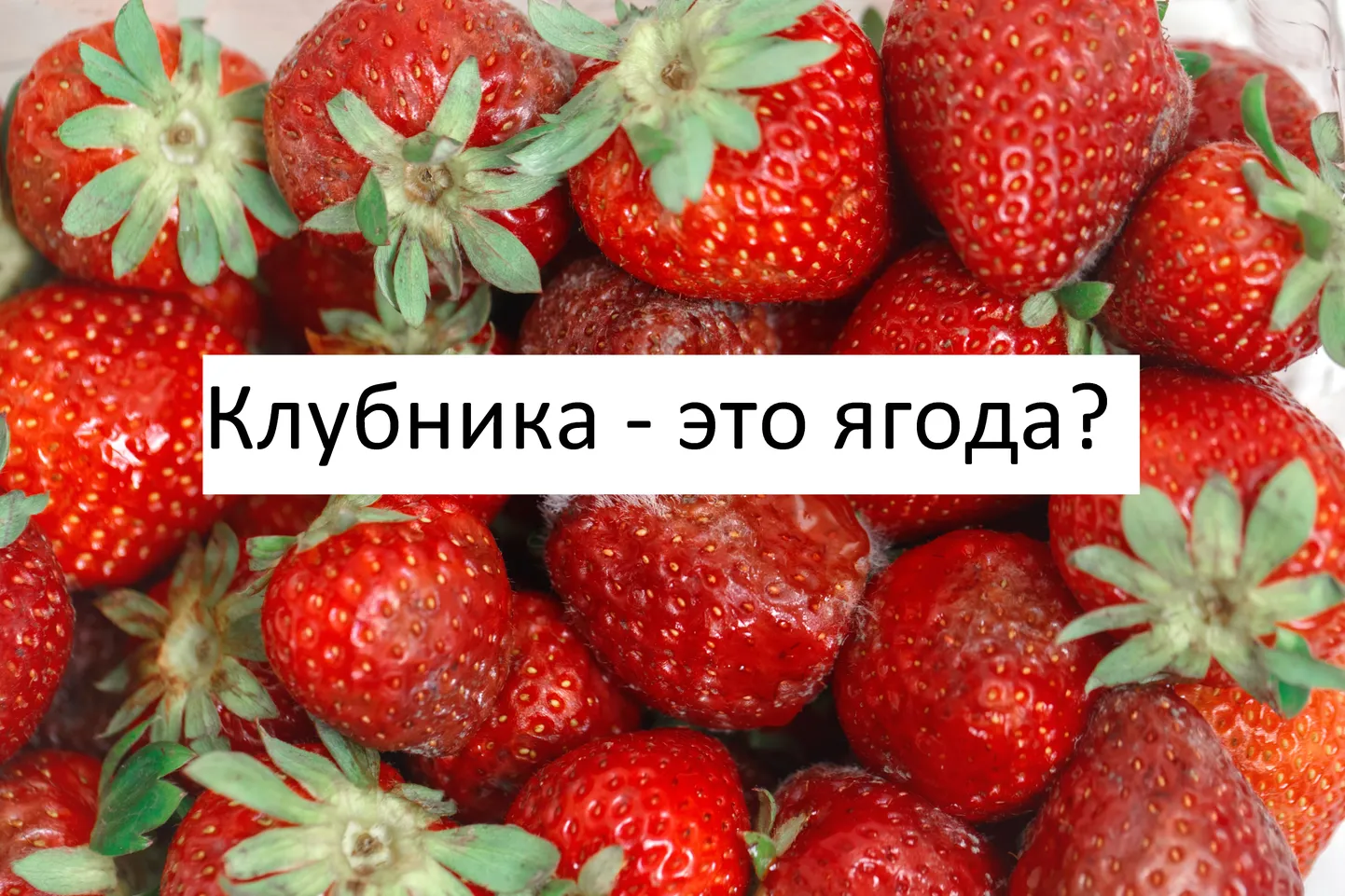 Фото статьи
