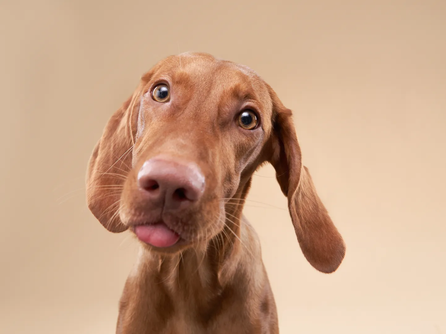 Ungari lühikarvaline linnukoer (Vizsla).