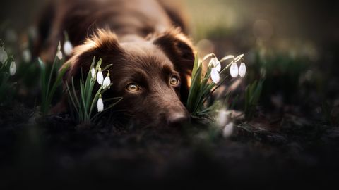 Naktī uz otrdienu vietām Latvijā termometra stabiņš noslīdēs zem nulles