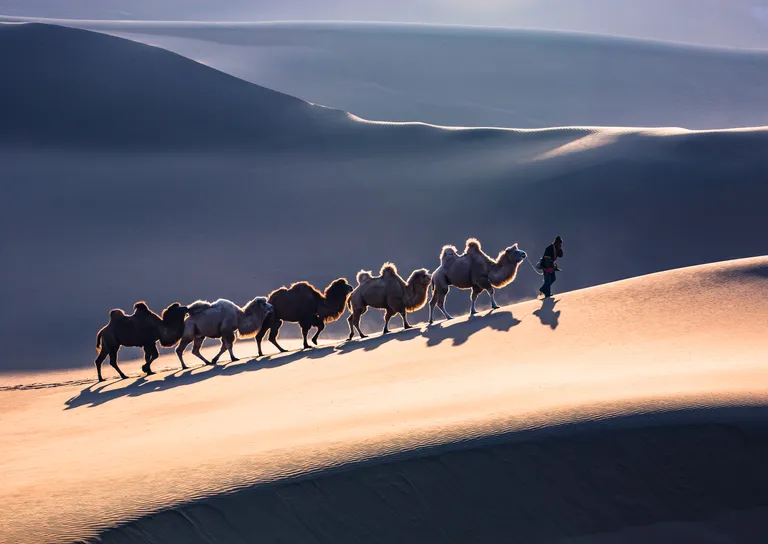 Kõrbekaamlid, pildistatud Hiinas Xinjangis päikeseloojangul.