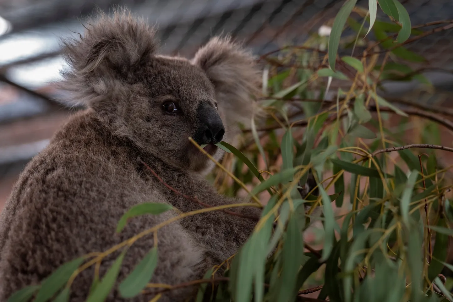 Koala
