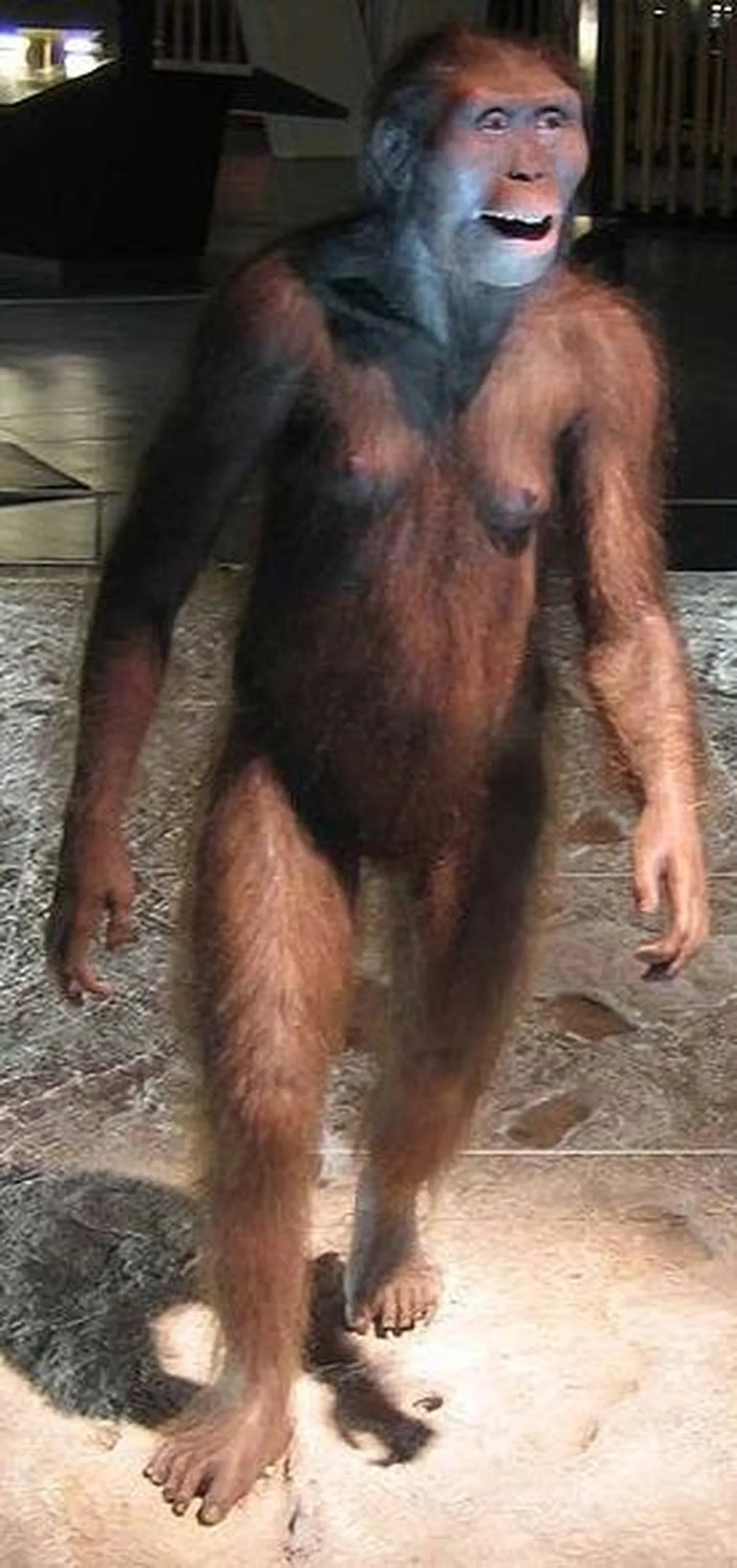 Australopithecus afarensis´e rekonstruktsioon